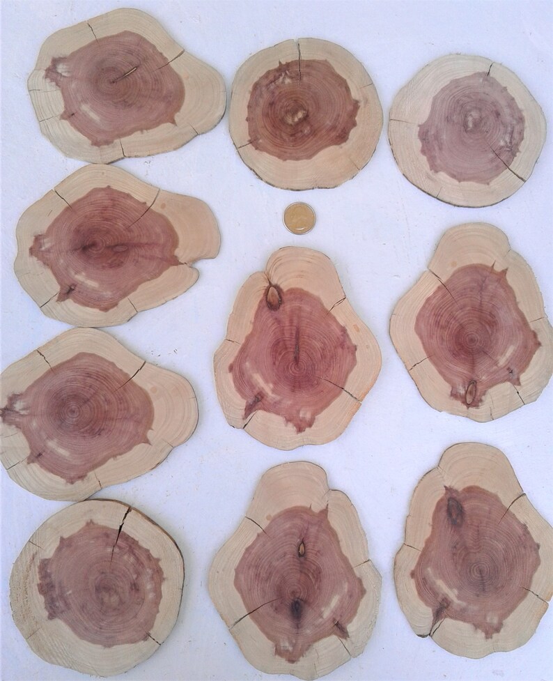 Elm Oak Mountain Cedar 50 Piece Tree Slice Assortment Red Cedar