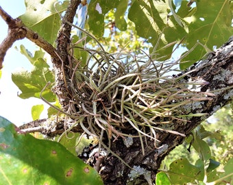 Two or Four Living Ball Moss Clusters, Tillandsia Recurvata, Free US Shipping