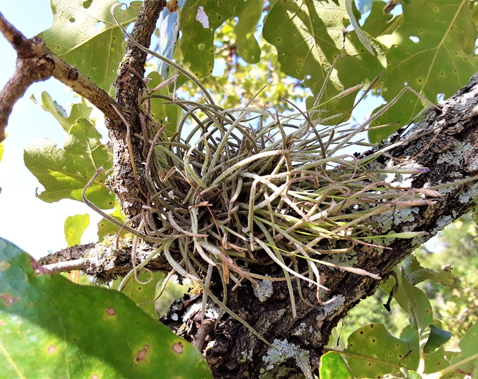 Two or Four Living Ball Moss Clusters, Tillandsia Recurvata, Free US Shipping