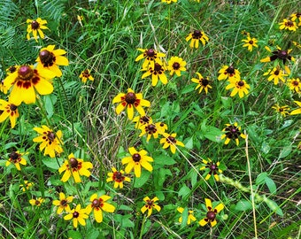 Black-Eyed Susan Seeds, 10,000 Seeds Per Pack, Open Pollinated and Non-GMO - Free US Shipping