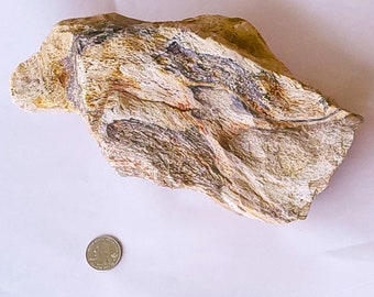 Petrified Palm Wood, Larger 3 Pound Piece - Free Shipping