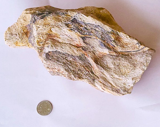 Petrified Palm Wood, Larger 3 Pound Piece - Free Shipping