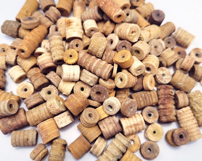 Crinoid Fossil Beads, Natural and Colorful, Eight Sizes - FREE US SHIPPING