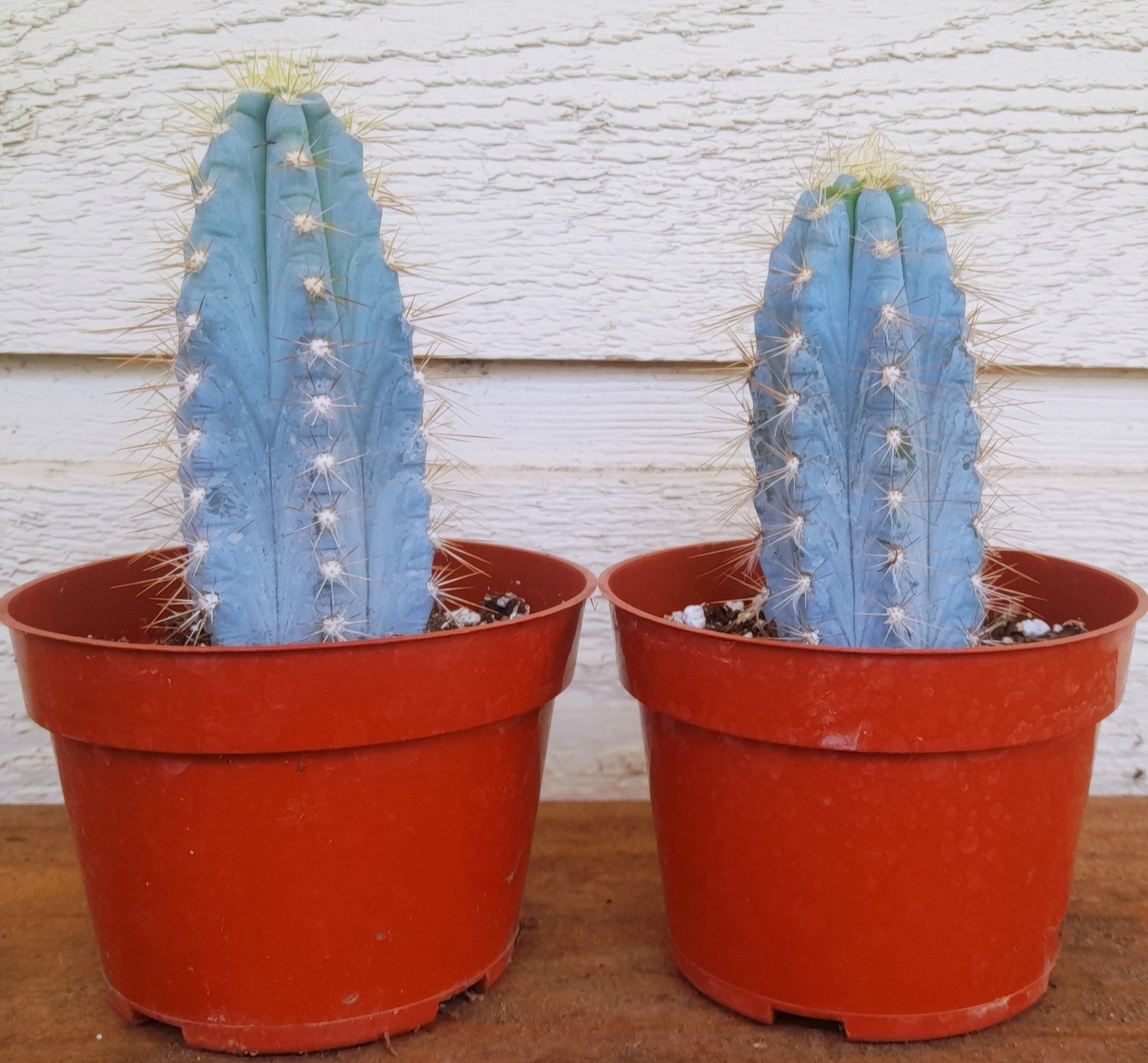 Blue Torch Cactus, One or Two Plants, Pilosocereus Azureus - FREE US