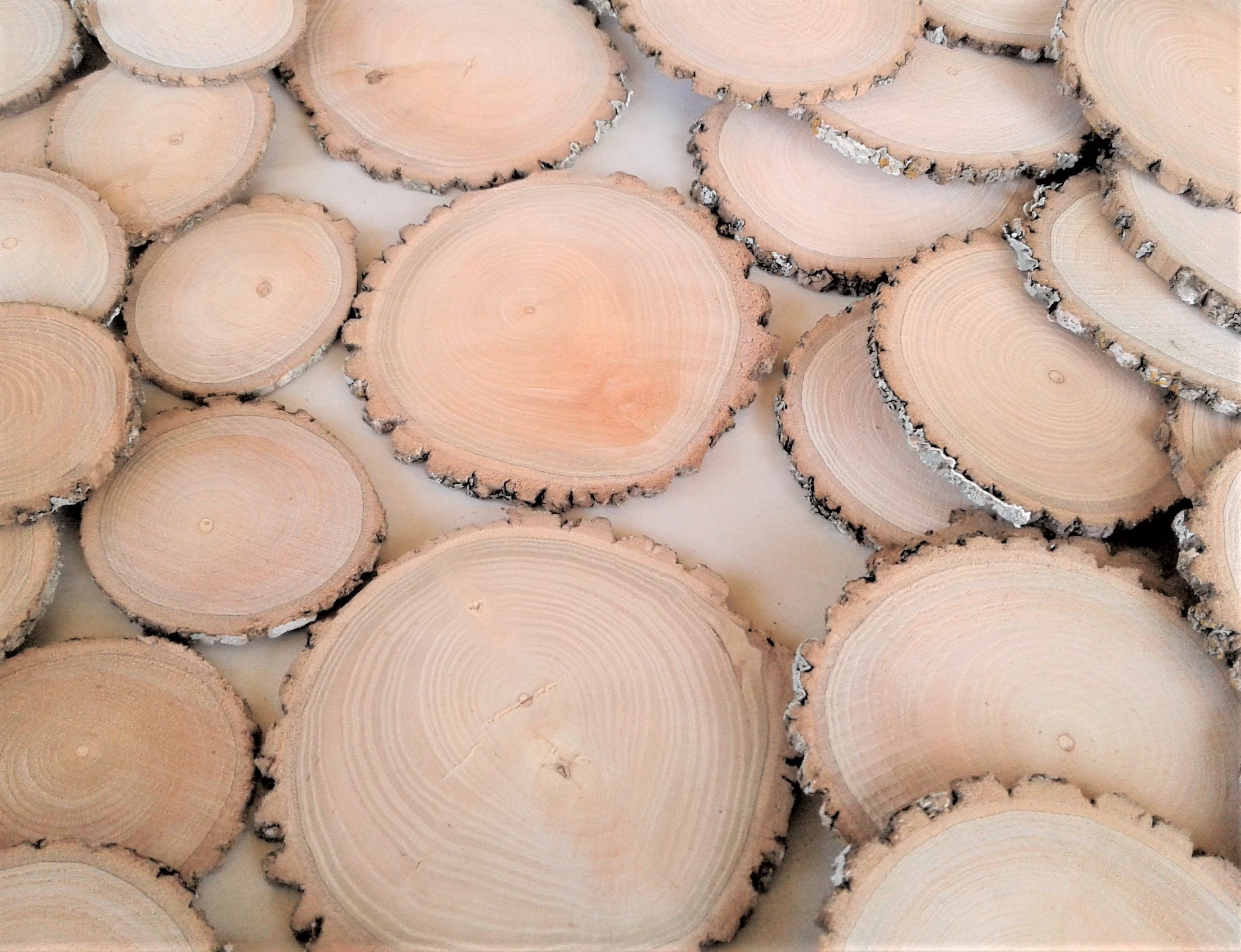 25 Arizona Ash Tree Slices, Two Sizes Available, FREE US Shipping