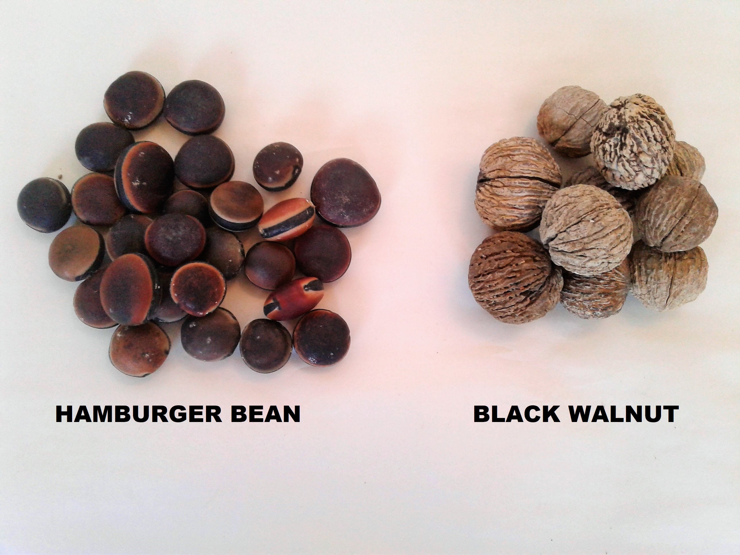 Drift Seed / Sea Bean Assortment