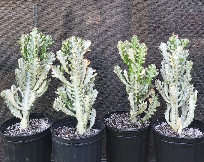Dragon Bones Cactus, LARGE 2 Gallon, Choose Exact Plant, Rare Variegated Euphorbia Lactea - Free US Shipping