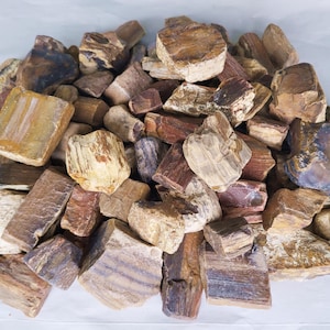 Central Texas Petrified Wood Rough for Tumbling & Crafts