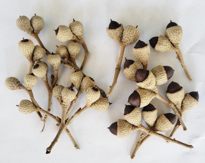 Acorn Clusters On Stems, Two Sizes of Dried Live Oak - Free US Shipping