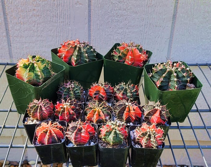 Variegated Gymnocalycium Mihanovichii, Choose Exact Plant - Free US Shipping