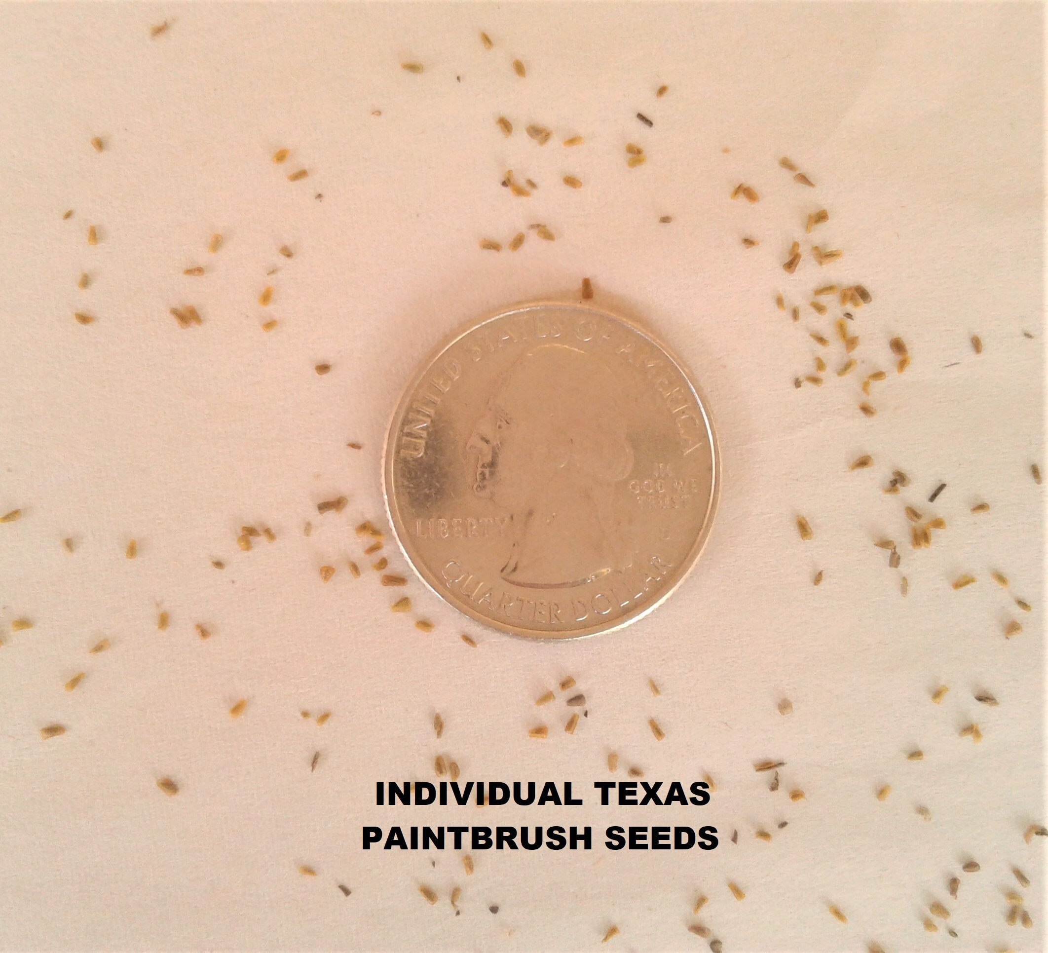 Indian Paintbrush Seeds 3000 to 9000 2021 Harvest FREE Etsy