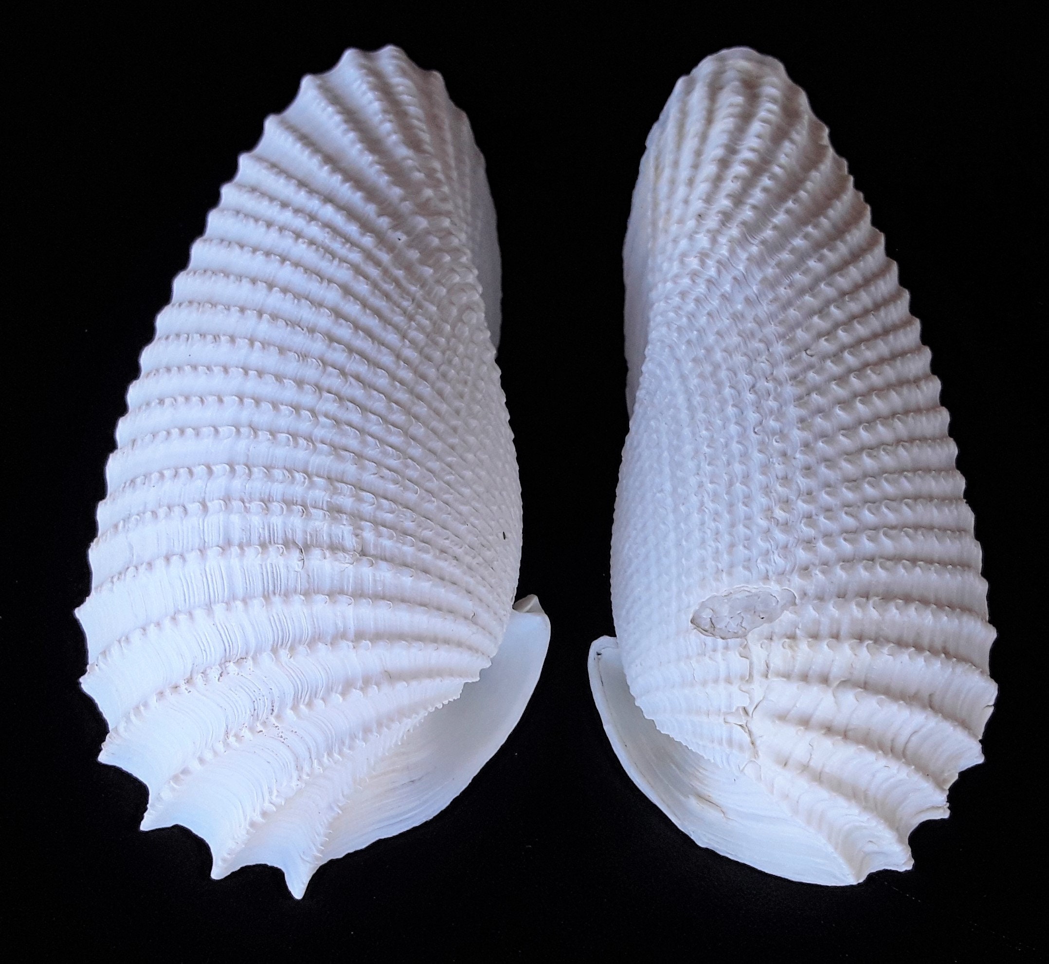 Large Angel Wing Shells, Better Than Average Condition FREE US Shipping