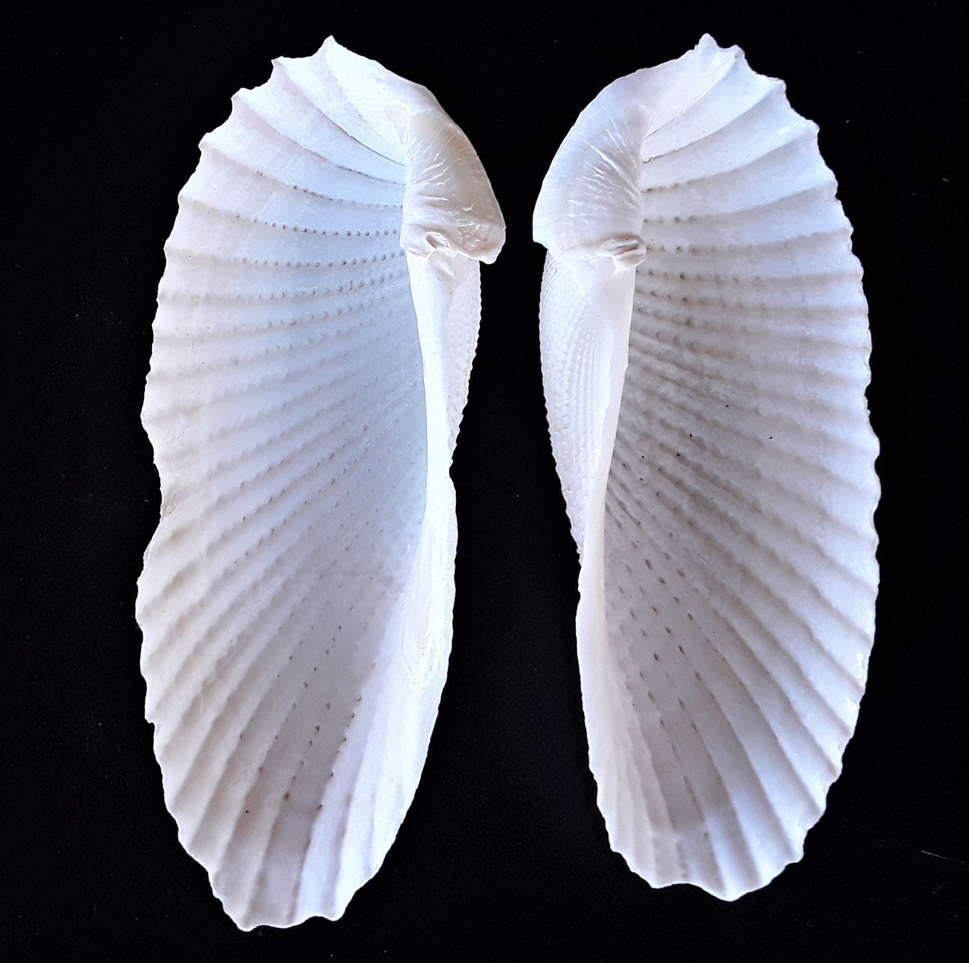 Large Angel Wing Shells, Better Than Average Condition FREE US Shipping