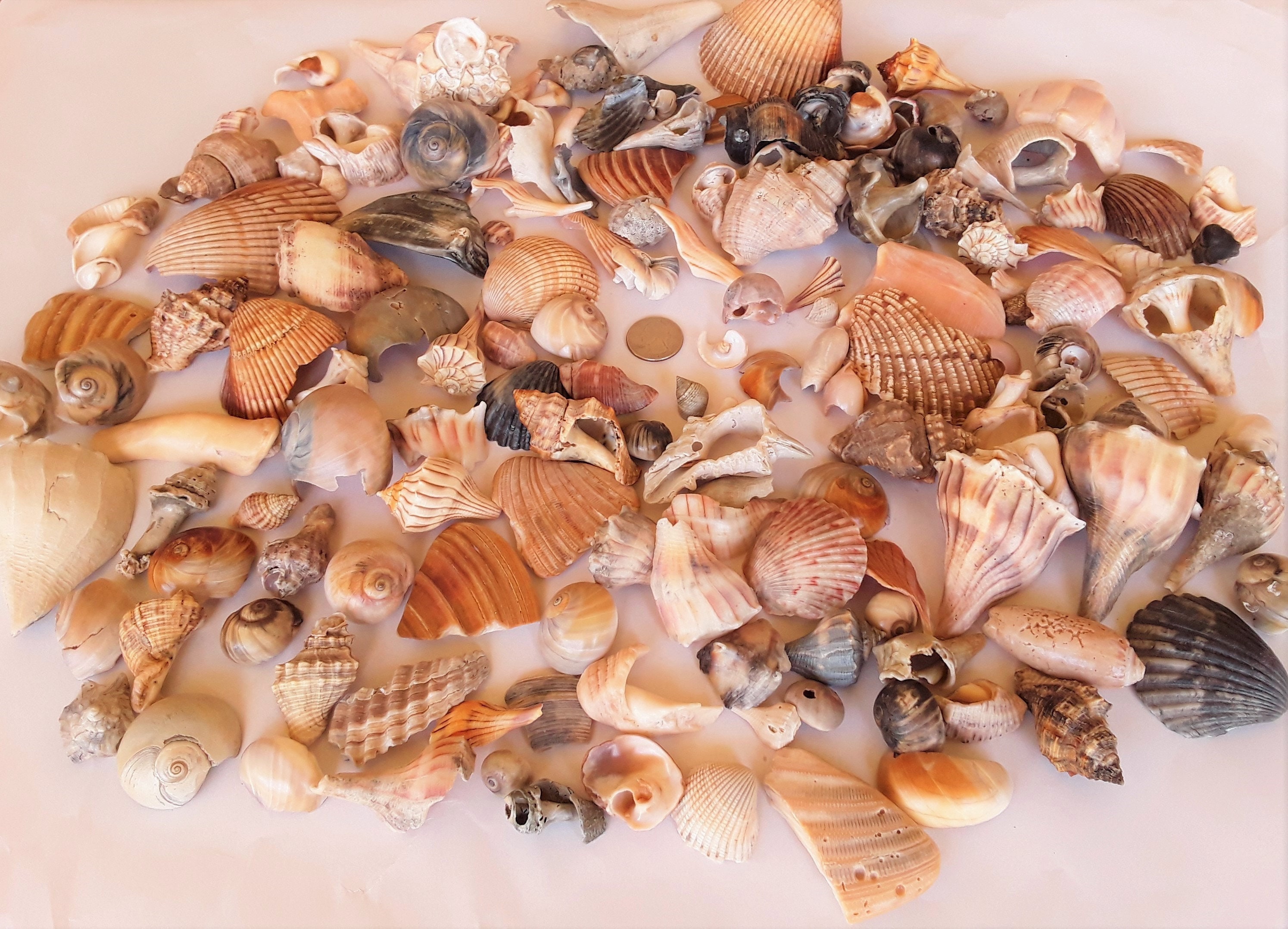 Bulk Texas Seashells, 4 Pound Assortment, FREE US Shipping