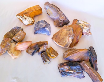Agatized Petrified Wood, Seven Different Options - Free US Shipping