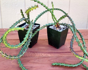 Euphorbia Knuthii Plants, Very Rare Succulents - Free US Shipping