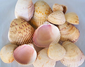 Heart Cockle Shells, 8 Shells Per Set, 5 Sets To Choose From - Free Shipping