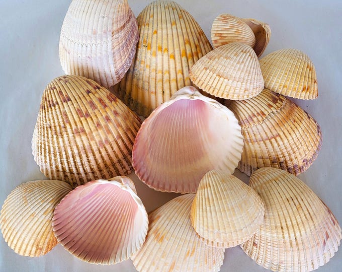 Heart Cockle Shells, 8 Shells Per Set, 5 Sets To Choose From - Free Shipping