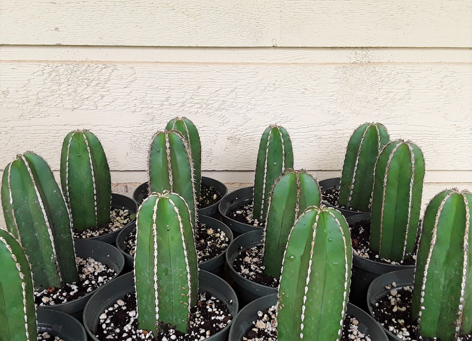 Mexican Fence Post Cactus 51/2 to 61/2 Inches FREE US Etsy