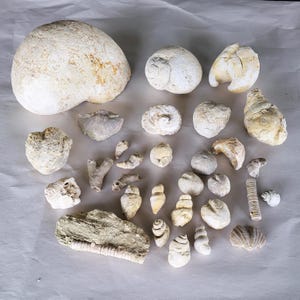 Texas Marine Fossil Collection: 30 Piece Coral, Urchin, Mollusc Set