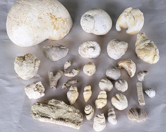 Texas Marine Fossil Collection: 30 Piece Coral, Urchin, Mollusc Set
