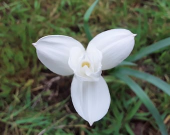 Wild Giant Rain Lily, Cooperia Pedunculata, 5 or 10  Bulbs - FREE US Shipping
