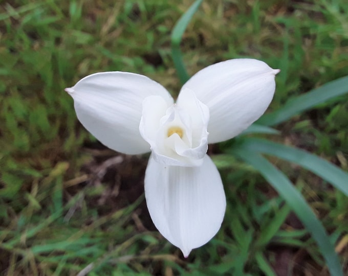 Wild Giant Rain Lily, Cooperia Pedunculata, 5 or 10  Bulbs - FREE US Shipping