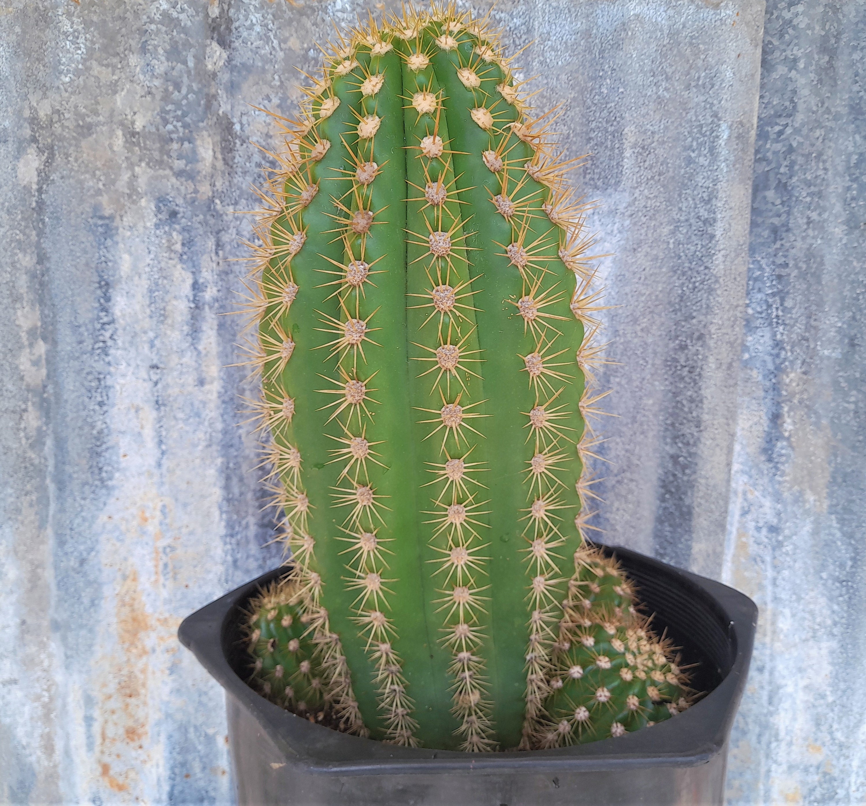 LARGE Trichocereus Grandiflora Sun Goddess, 5 Gallon Hybrid Torch