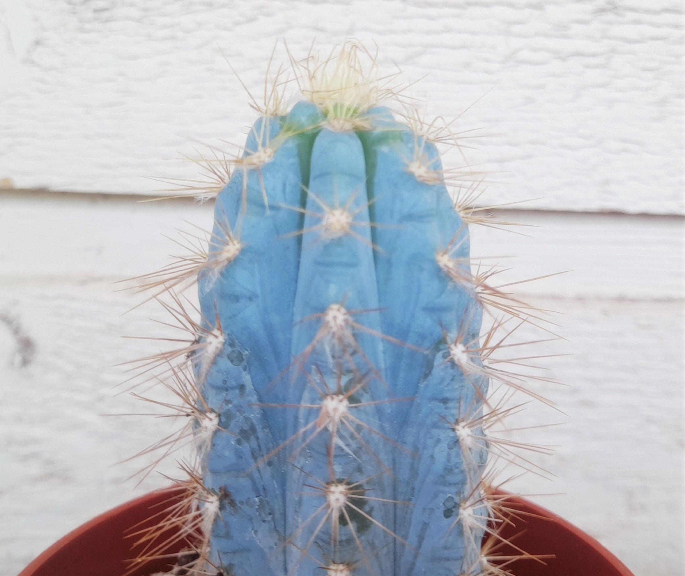 Blue Torch Cactus, One or Two Plants, Pilosocereus Azureus - FREE US