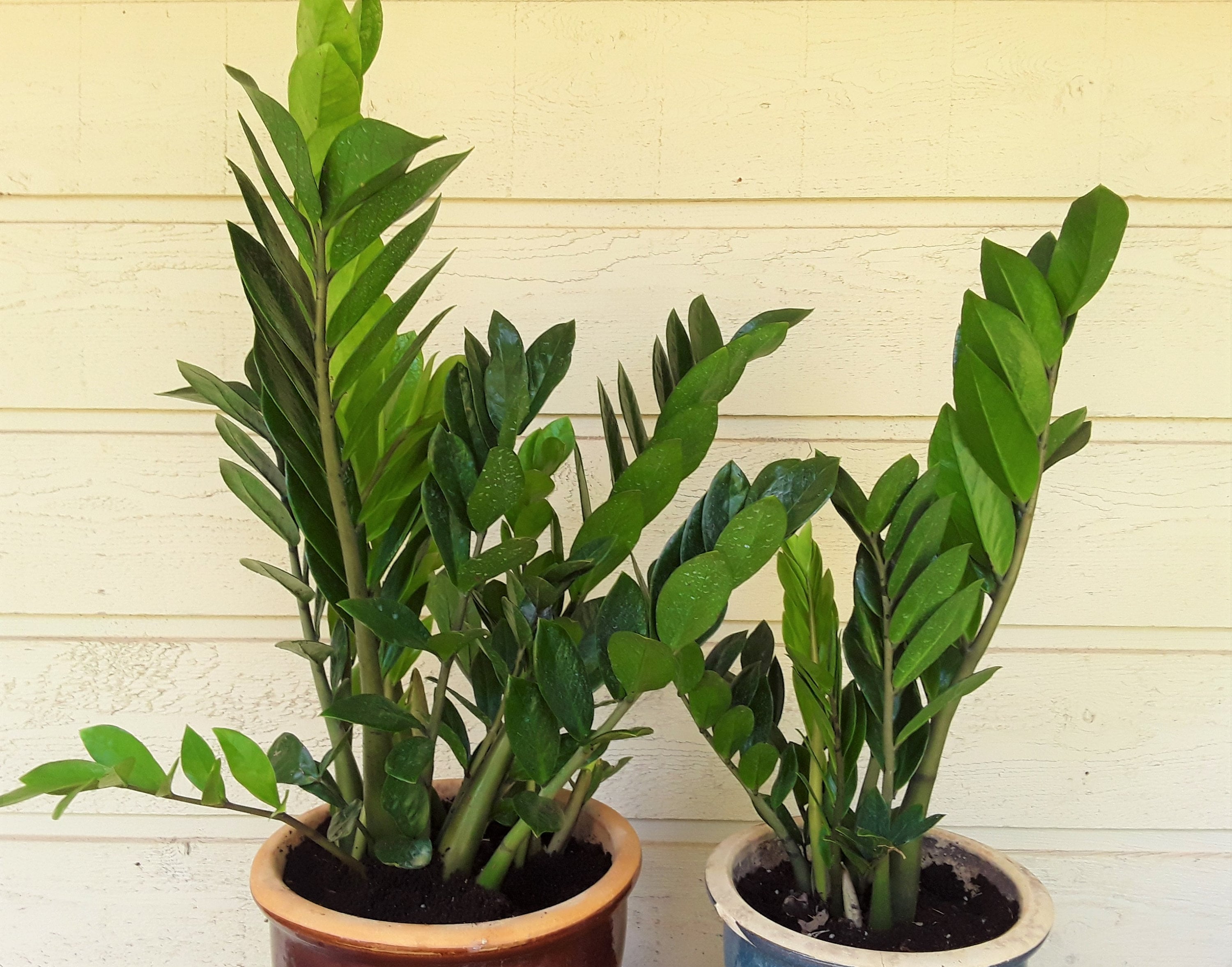 Large ZZ Plants, 1 or 2 Gallons, FREE US Shipping