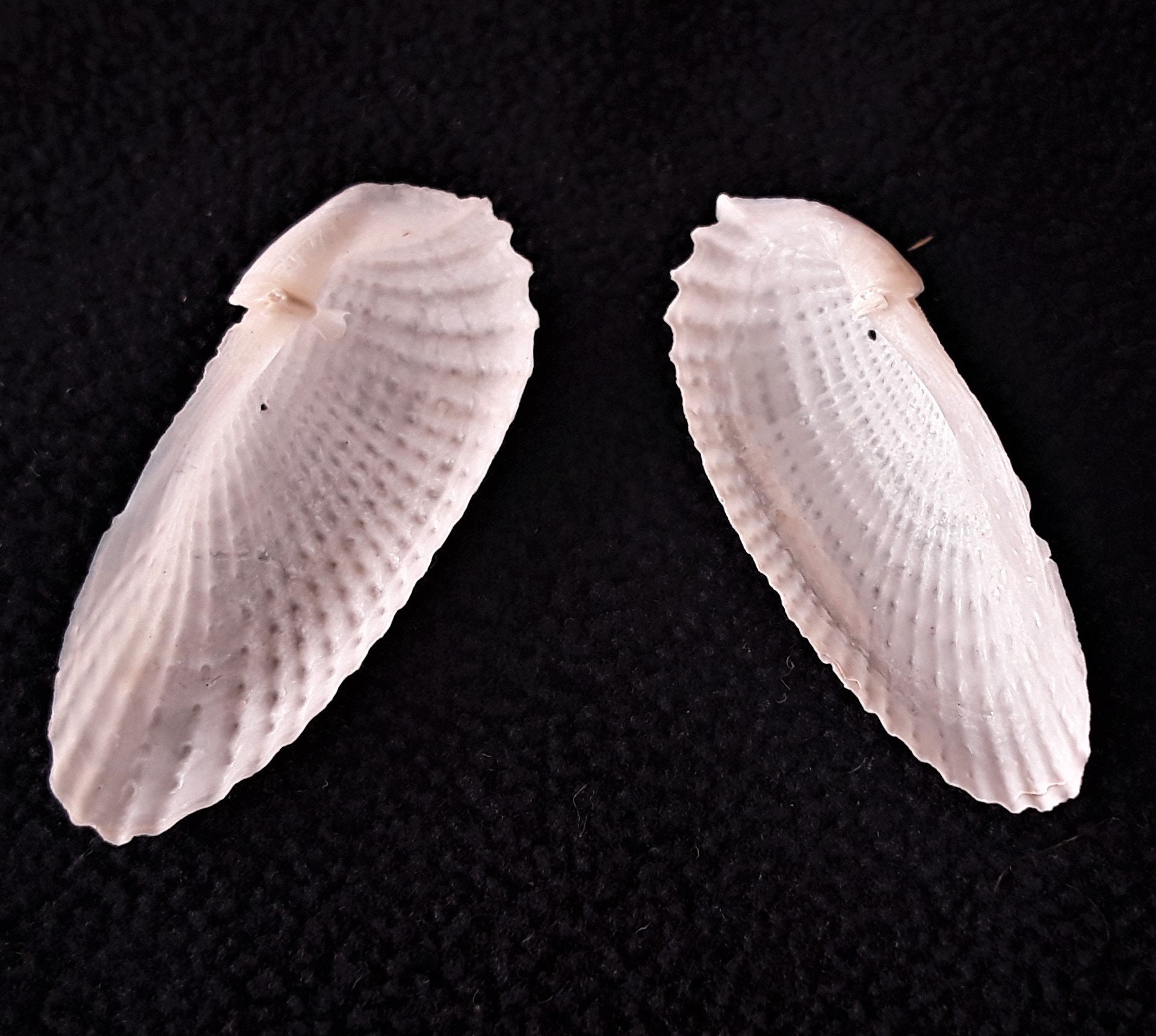 RARE Extra Small Angel Wing Shells, 2 Sets (4 Shells), Great Condition