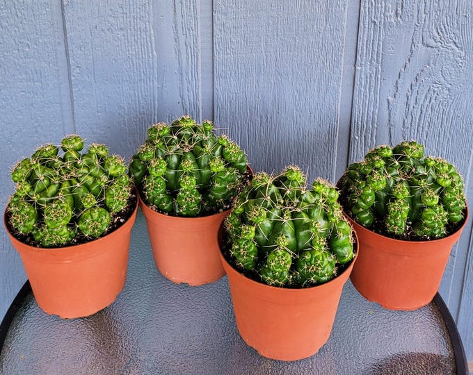 6 Inch Gymnocalycium Anisitsii Multiproliferum, Large and Dense Cactus Clusters - FREE US Shipping