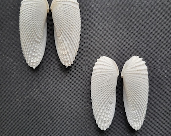 Small Angel Wing Shells, Two Sets, Four Shells in Great Condition - Free US Shipping
