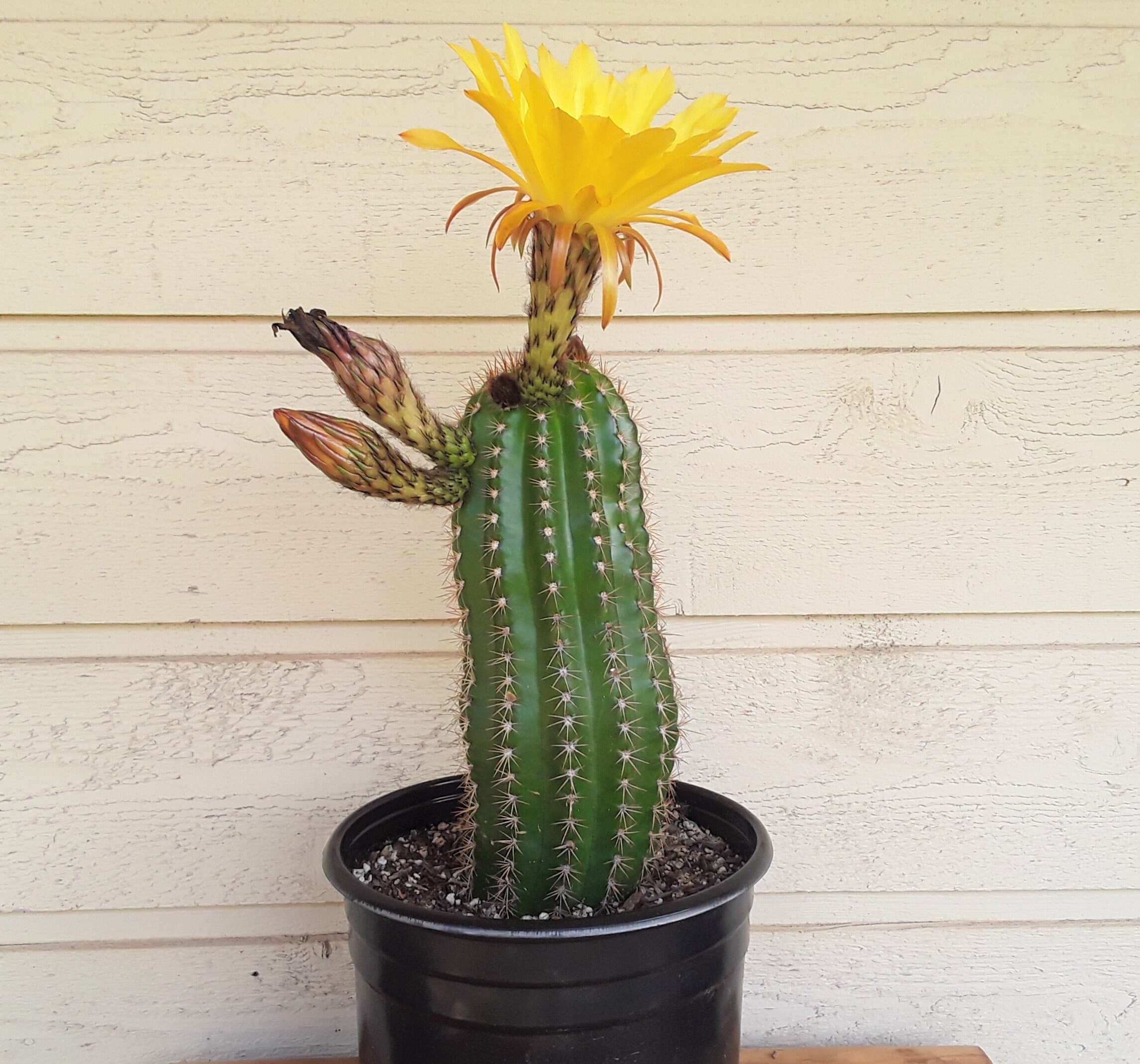 Trichocereus Grandiflora Cactus, Large Hybrid Torch Cactus FREE US