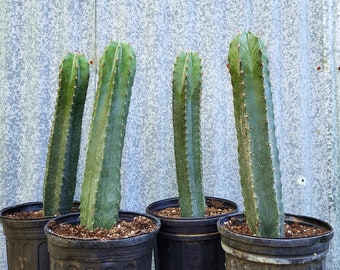 Mexican Organ Pipe Cactus, Stenocereus Griseus, 12+ Inches Tall, 1 Gallon - Free US Shipping