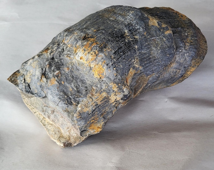 Calamite Fossil, 300 Million Years Old, Large 360 Degree Cast