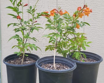 Esperanza "Orange Jubilee", 1 Gallon - Free US Shipping