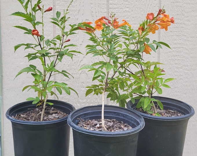 Esperanza "Orange Jubilee", 1 Gallon - Free US Shipping