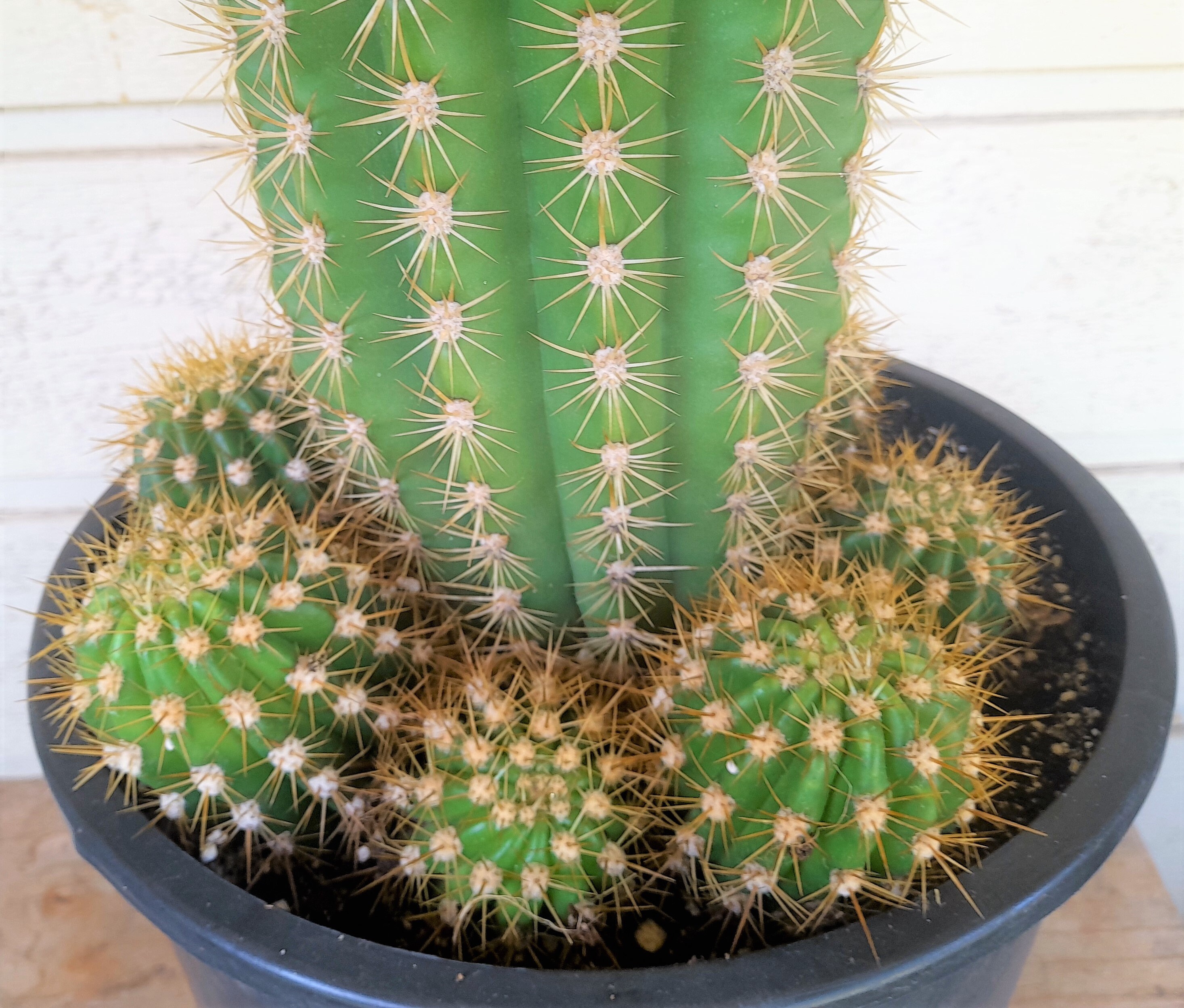 Trichocereus Grandiflora Sun Goddess, 5 Gallon Hybrid Torch Cactus