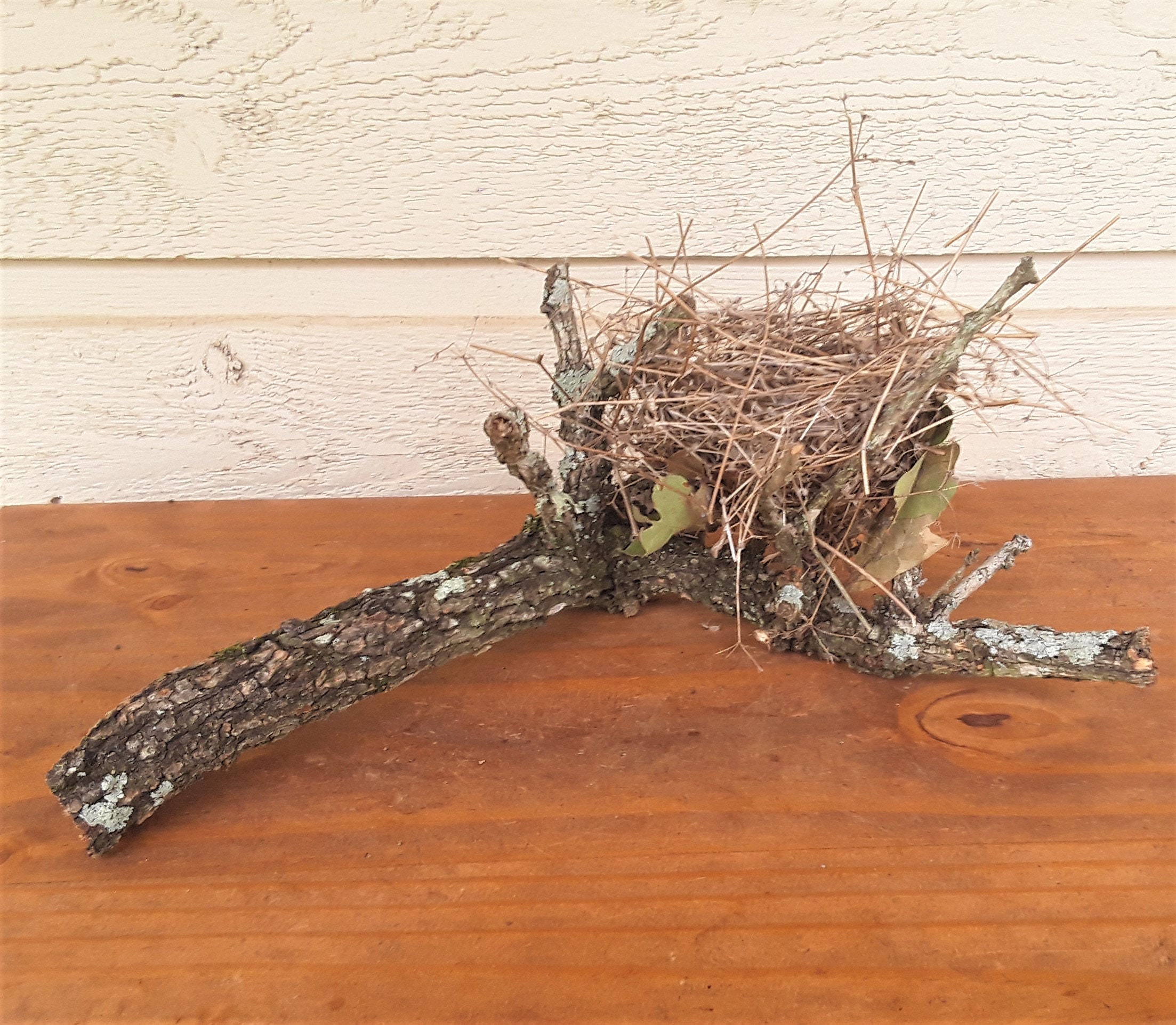 Natural Birds Nest On Branch, FREE US Shipping