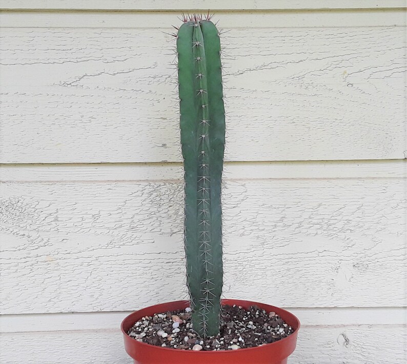 Mexican Organ Pipe Cactus Stenocereus Griseus 12 Inches Etsy