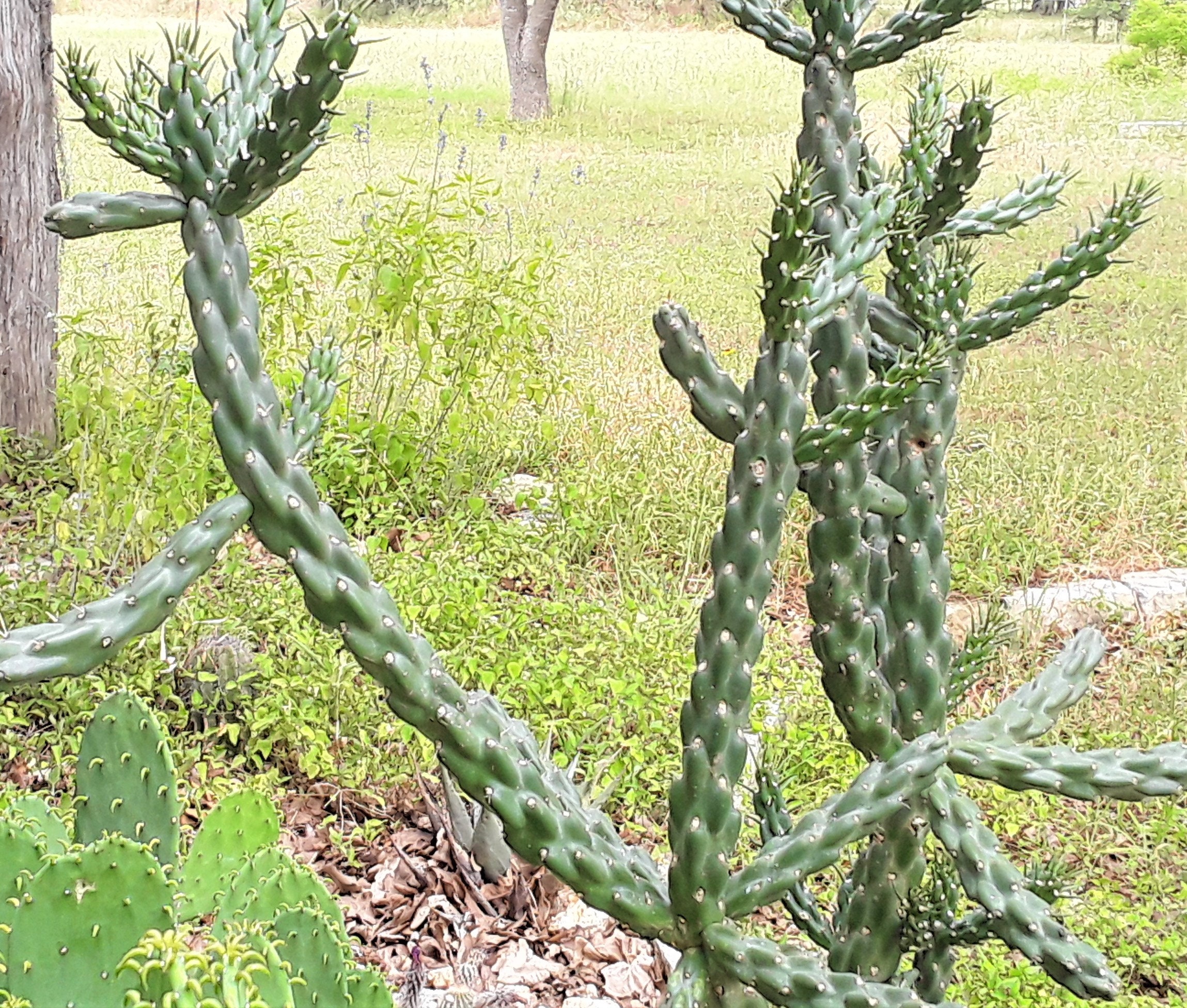 cactus tevas