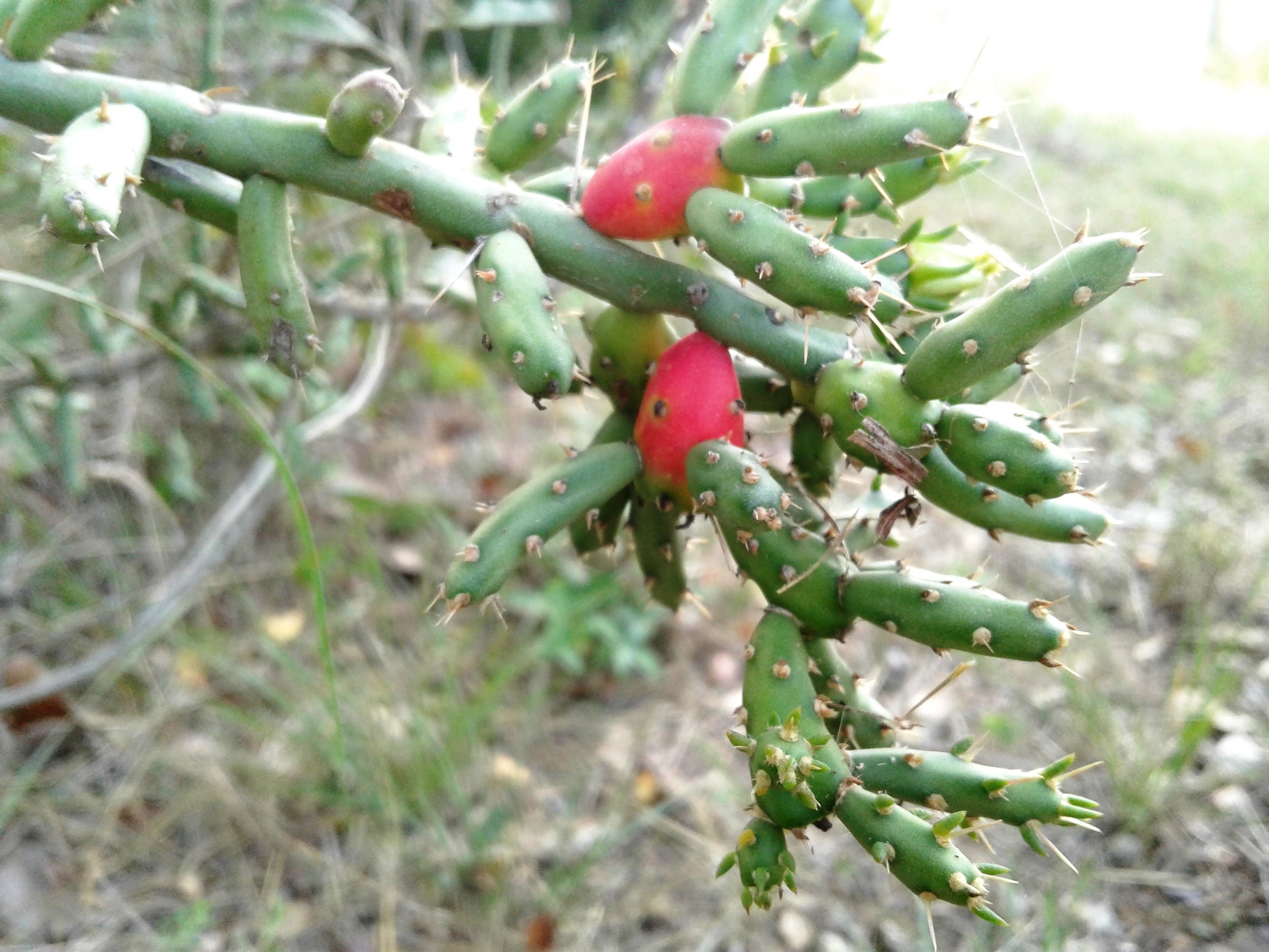 Christmas Cholla Pencil Cactus Three Cuttings Etsy