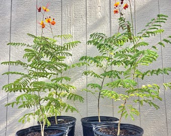 Pride Of Barbados Plants, 3 Gallon, Over 3 Feet Tall- US Shipping Included