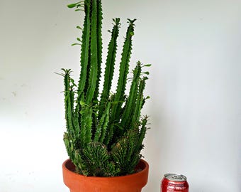 Crested Euphorbia Ammak, Large and Rare Succulent - Free US Shipping