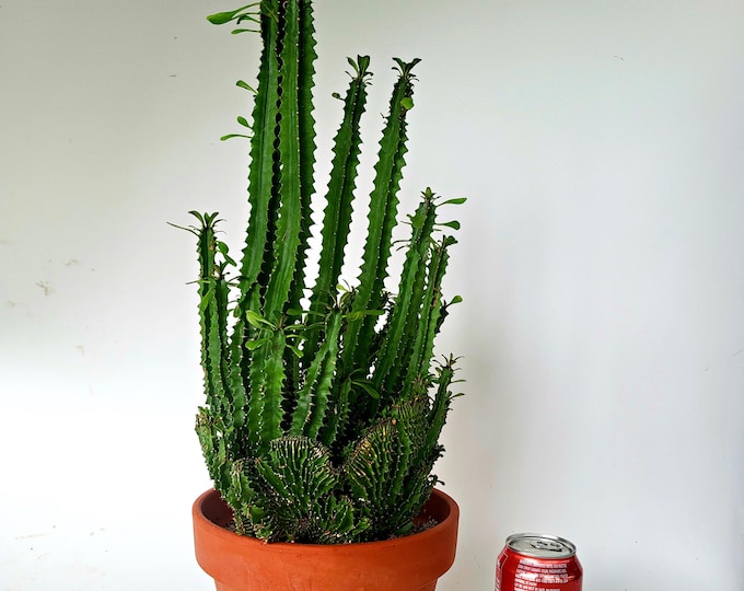 Crested Euphorbia Ammak, Large and Rare Succulent - Free US Shipping