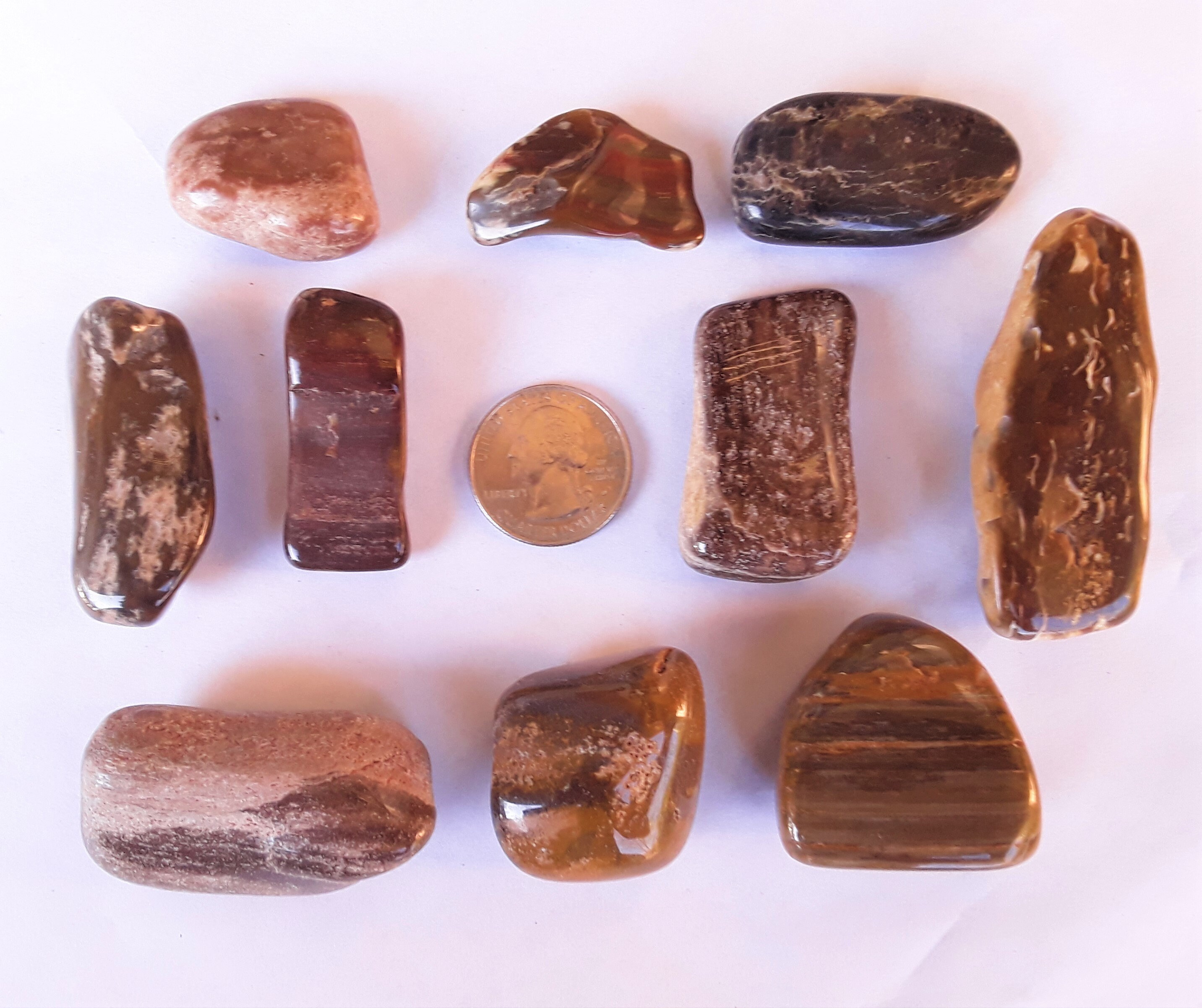 petrify wood petrify wood