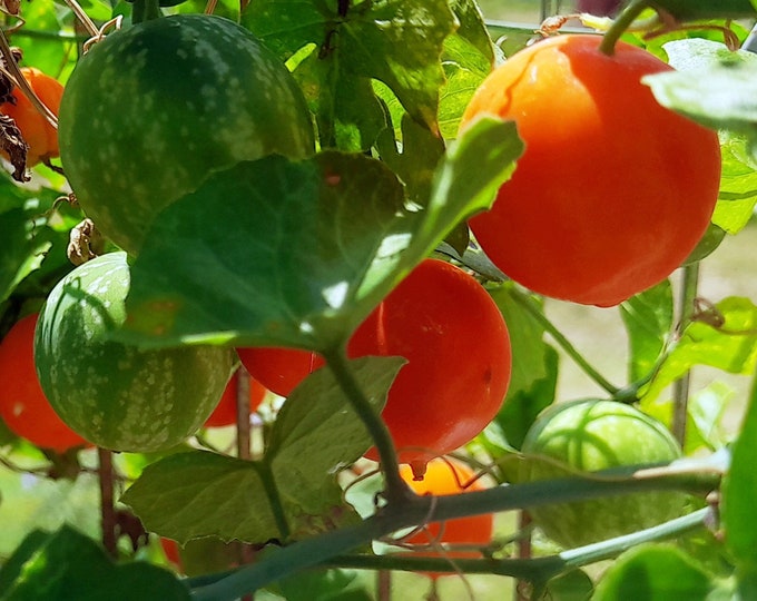 Balsam Gourd Plants, Live Ibervillea Lindheimeri, Native Texas Caudiciform Vine- Free US Shipping