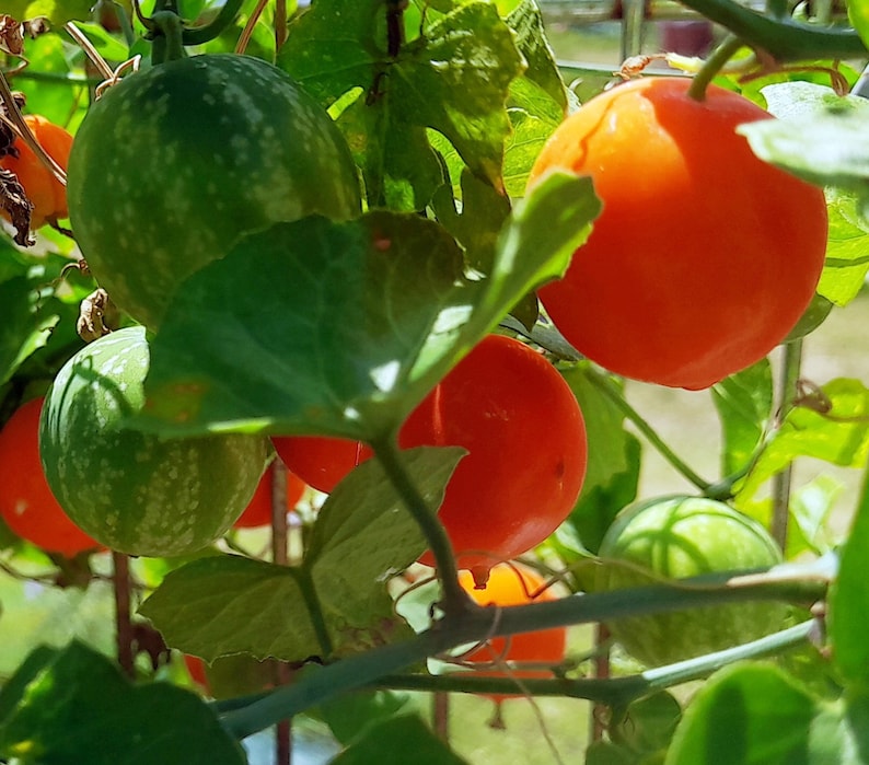 Balsam Gourd Plants Live Ibervillea Lindheimeri Native Texas Etsy Balsam Gourd Plants Live Ibervillea Lindheimeri Native Texas Etsy