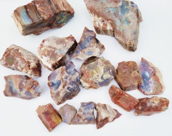 Rainbow Petrified Wood, Six Options - Free US Shipping